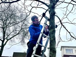 Sensoren moeten inzicht geven in beste omstandigheden voor bomen