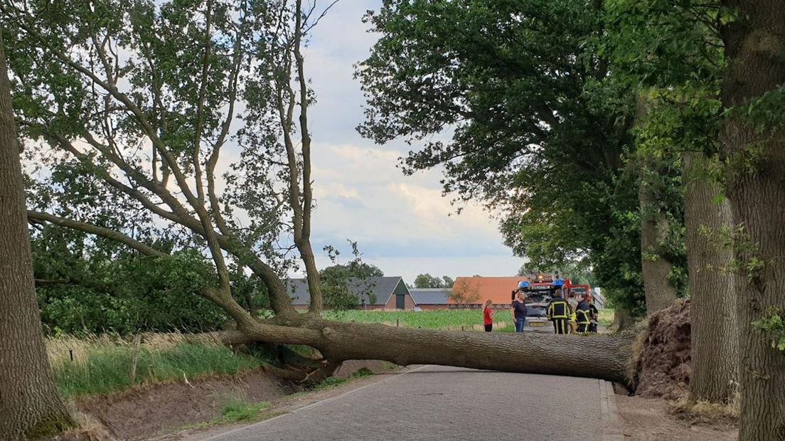 Omgewaaide boom in Diepenheim
