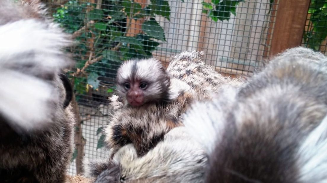 Jong witoorpenseelaapje in Berkenhof's Tropical Zoo
