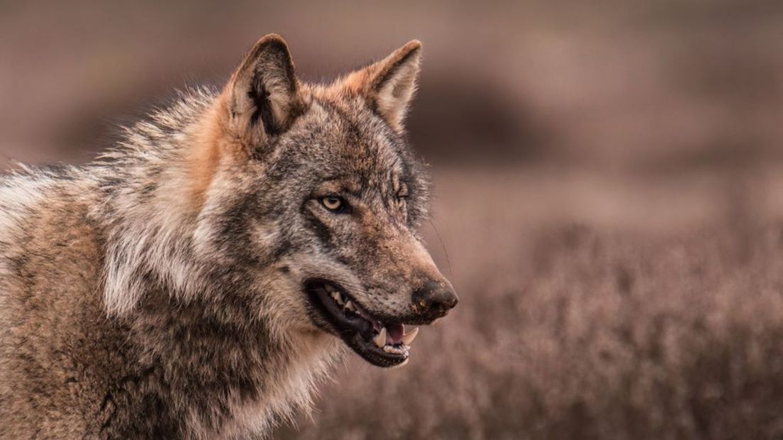 De 12-jarige Sem Scheerder wist eindelijk de wolf te fotograferen.