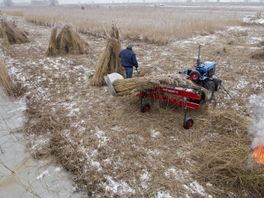 Kamervragen over ontbreken van subsidieregeling voor riet uit Kop van Overijssel