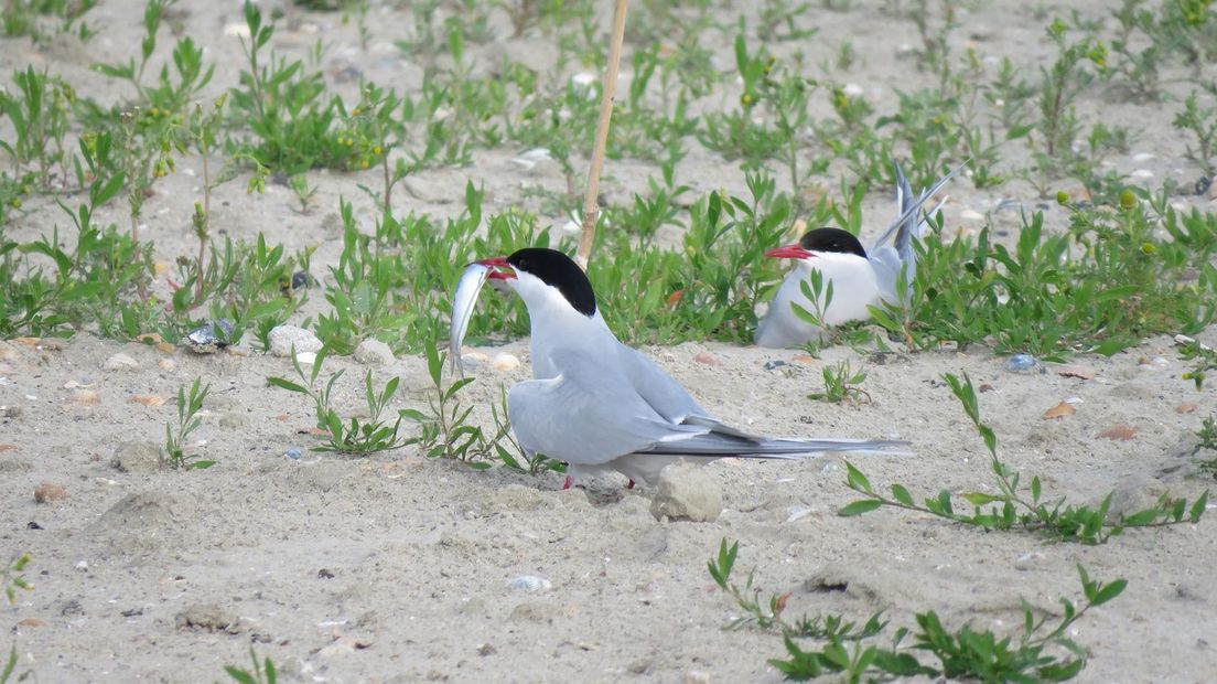 Vogelbroedeiland Stern in de Eems telt de grootste kolonie noordse sternen van de Waddenzee