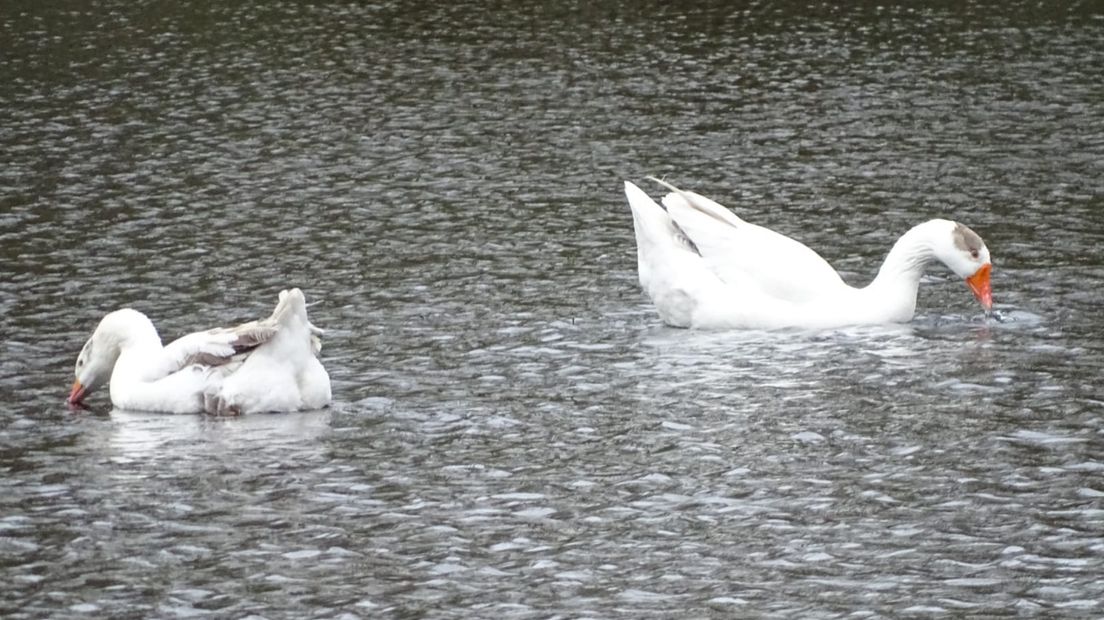 De ganzen dobberen rond in hun nieuwe vijver