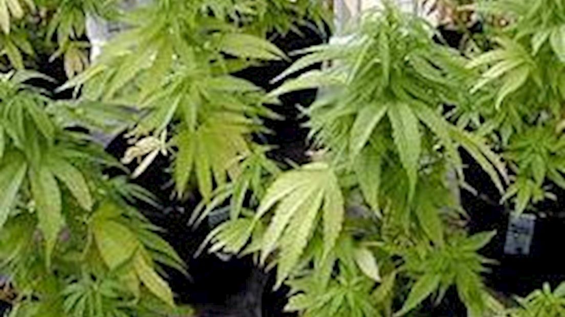 Plantages ontruimd