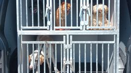 Hardleerse bewoners: verwaarloosde dieren uit huis gehaald