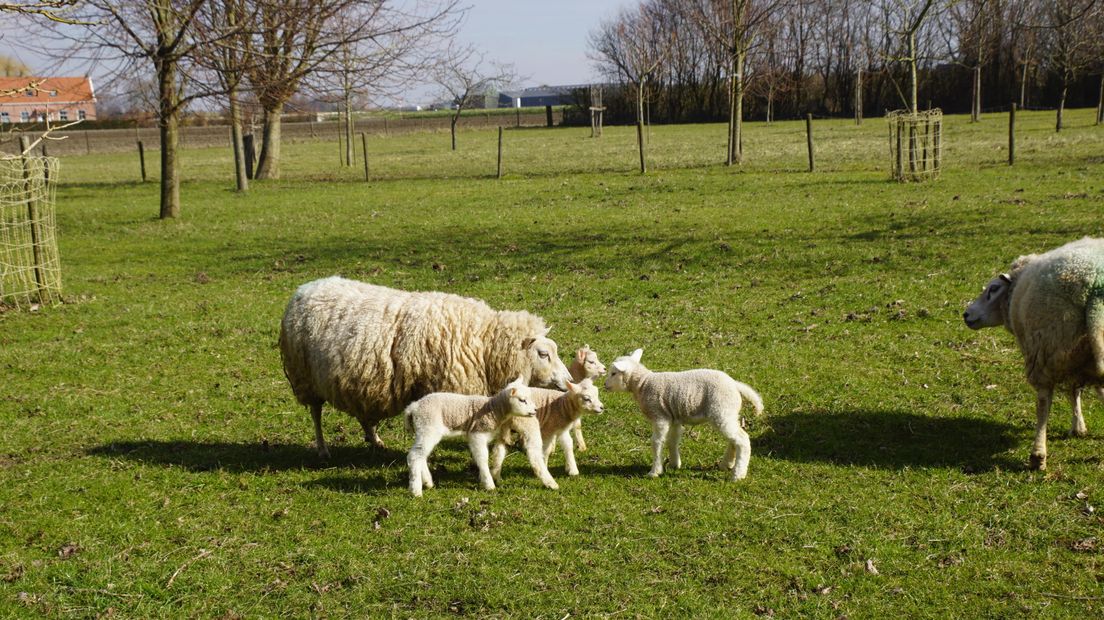 Lammetjes in 's-Heerenhoek