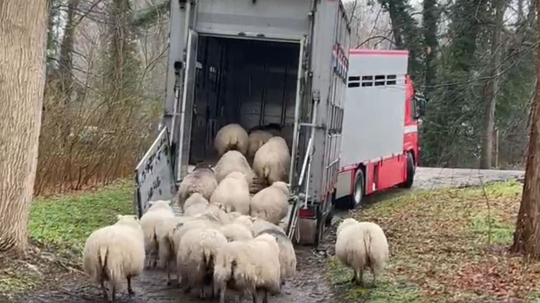 De schapen vertrekken naar Friesland.