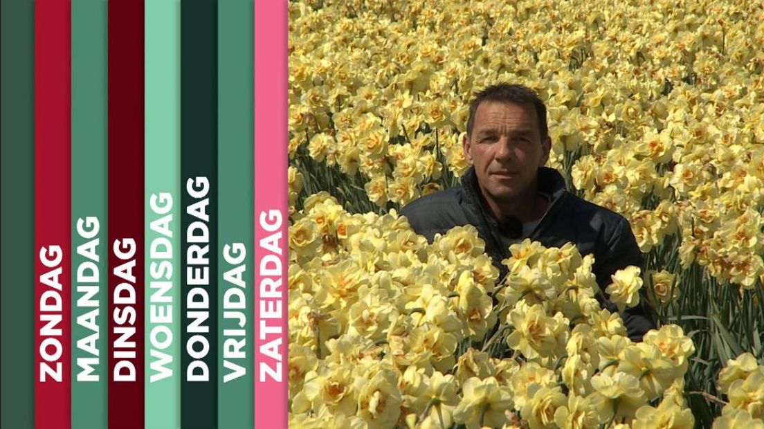 TV West Weekoverzicht