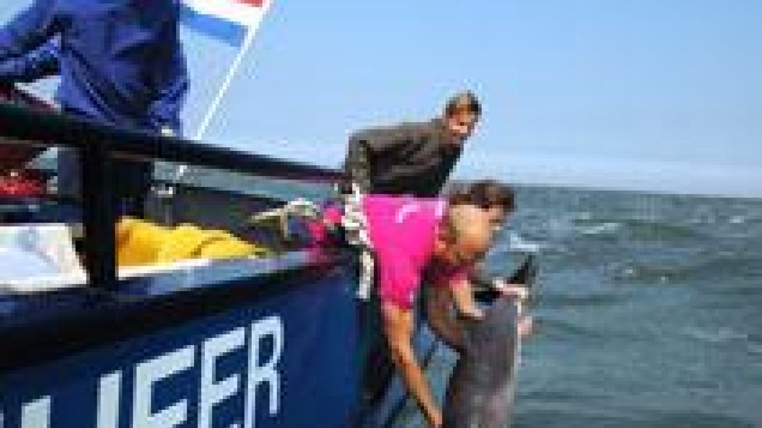 Bruinvissen terug in Noordzee