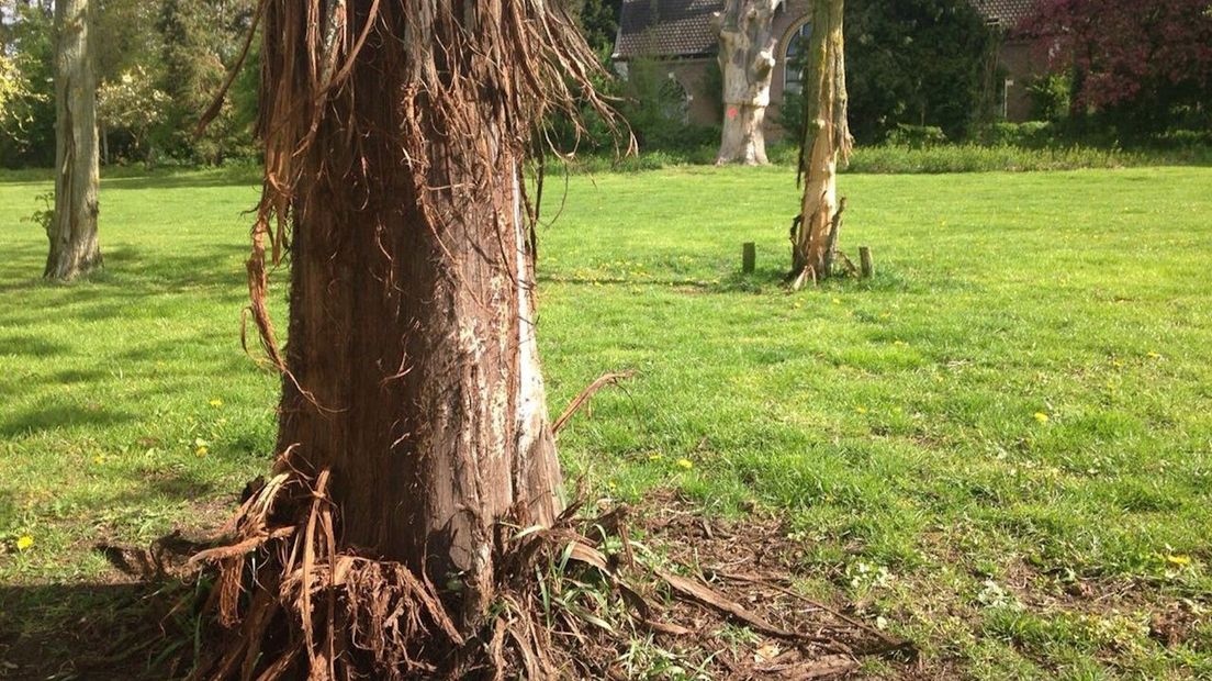 Schors van bomen kapot in plantsoen Deventer