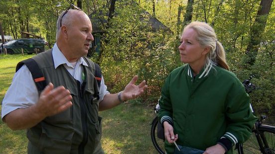 Moet de wolf ingezet worden als toeristentrekker naar de Veluwe?