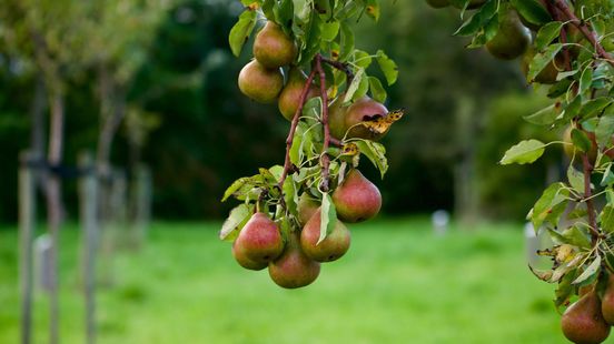 Peer is bij fruittelers populairder dan de appel: ‘Peren gedijen goed op ons klimaat’