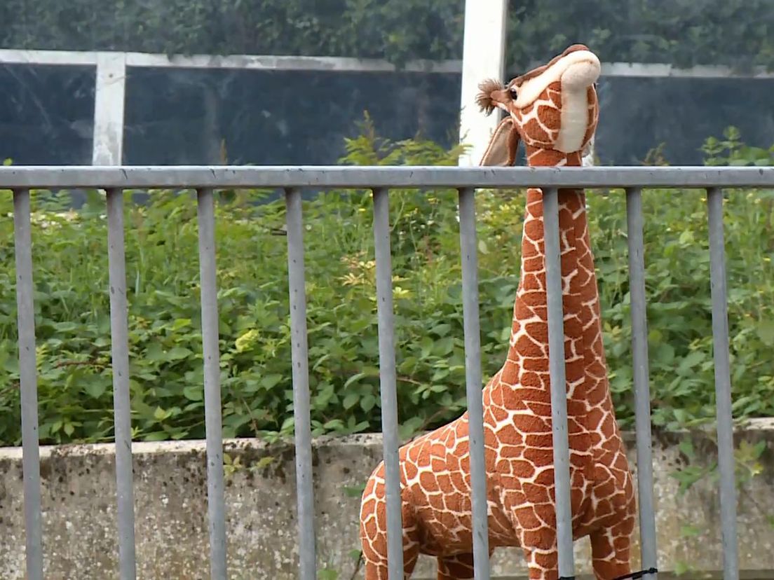 Alblasserdamse giraffe aan het hek bij de Helling