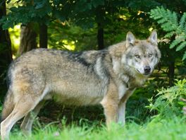 Wolf verjagen of doden mag voorlopig niet van minister Van der Wal