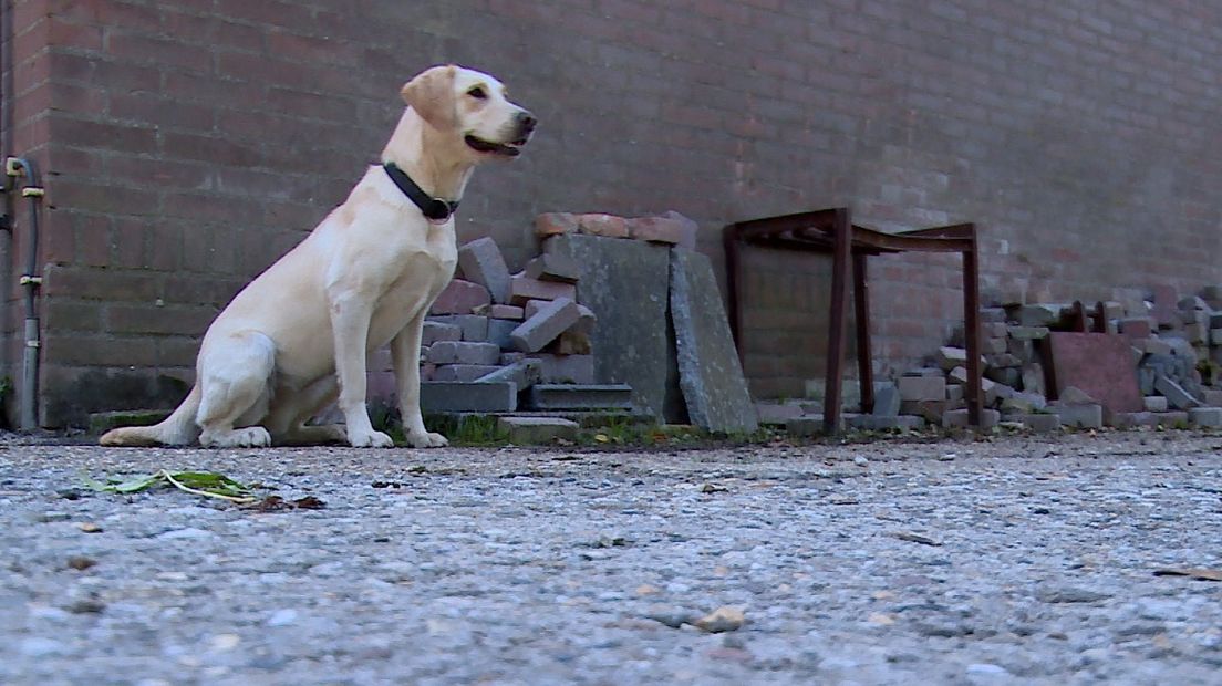 Één van de zoekhonden van Signi