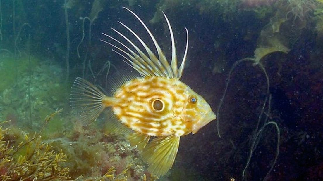 Sportduikers zien zeldzame zonnevis in Oosterschelde