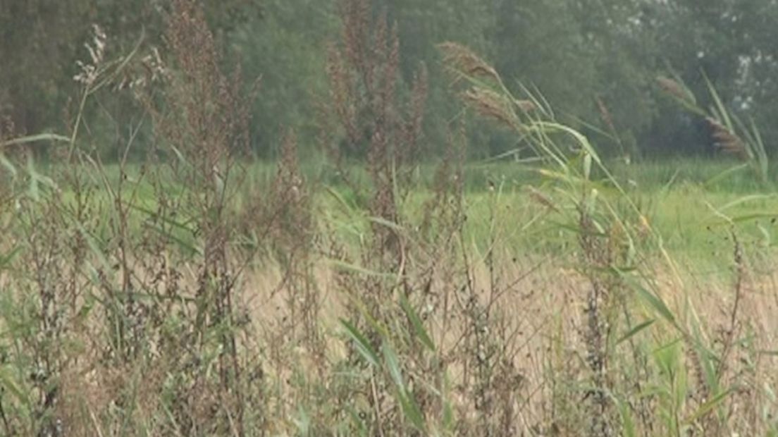 Natuur