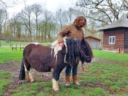 Pony Mendy zoekt een maatje: 'Een paard kan je niet alleen houden en dat willen we ook niet'