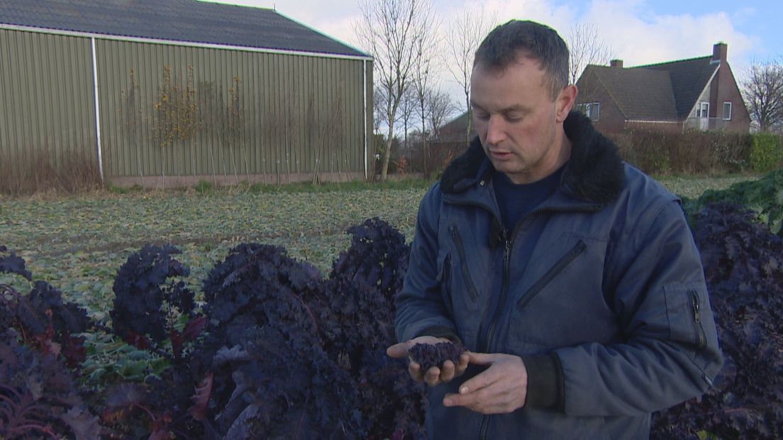 Boer Gillis Klompe uit Dreischor oogst dit jaar een wel heel bijzondere groente van zijn land.