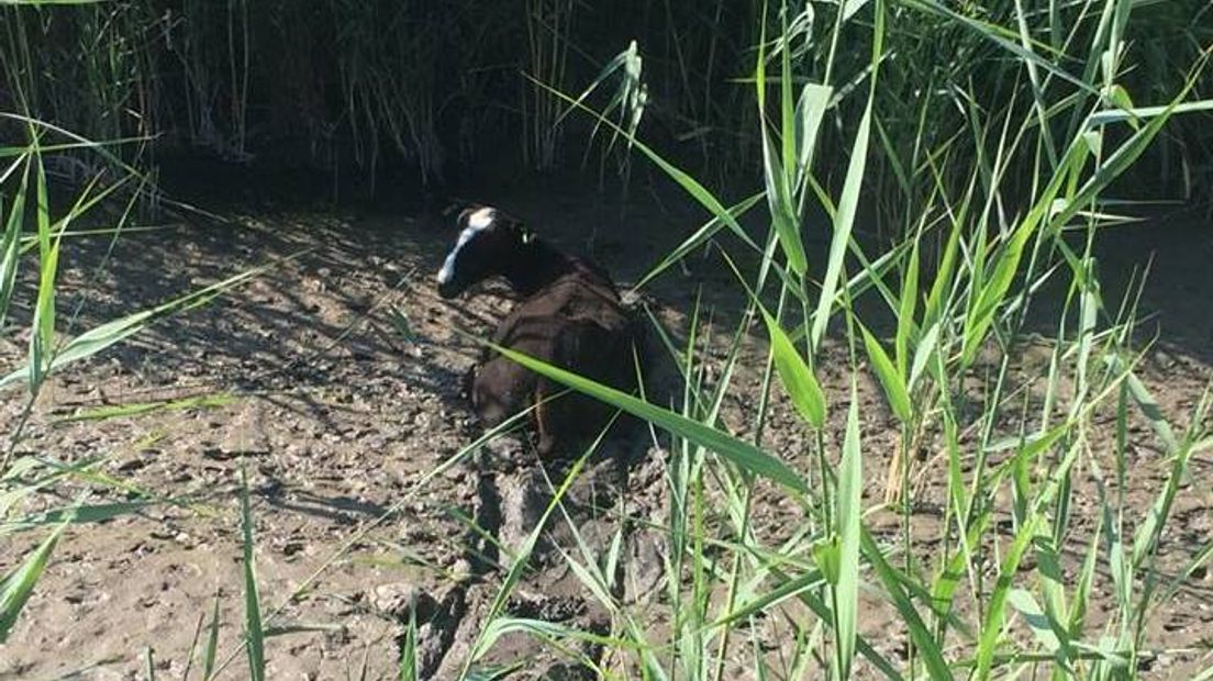 Het schaap stond vast in de sloot.