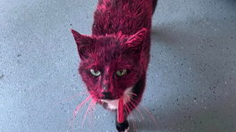 De kat van Shira kwam roze thuis: 'Hij is helemaal verzwakt door de giftige stoffen'