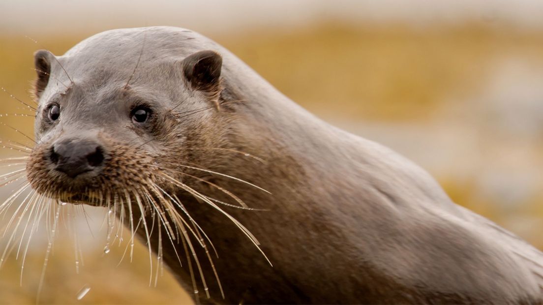 Otter in de Nieuwkoopse Plassen