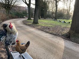 Overlasthanen uit Julianapark hebben het goed in Drenthe: 'Zie het als mannen in de kroeg'