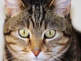 Twee katten gewurgd in Gouda: 'Er zat elastiek om hun nekkies'