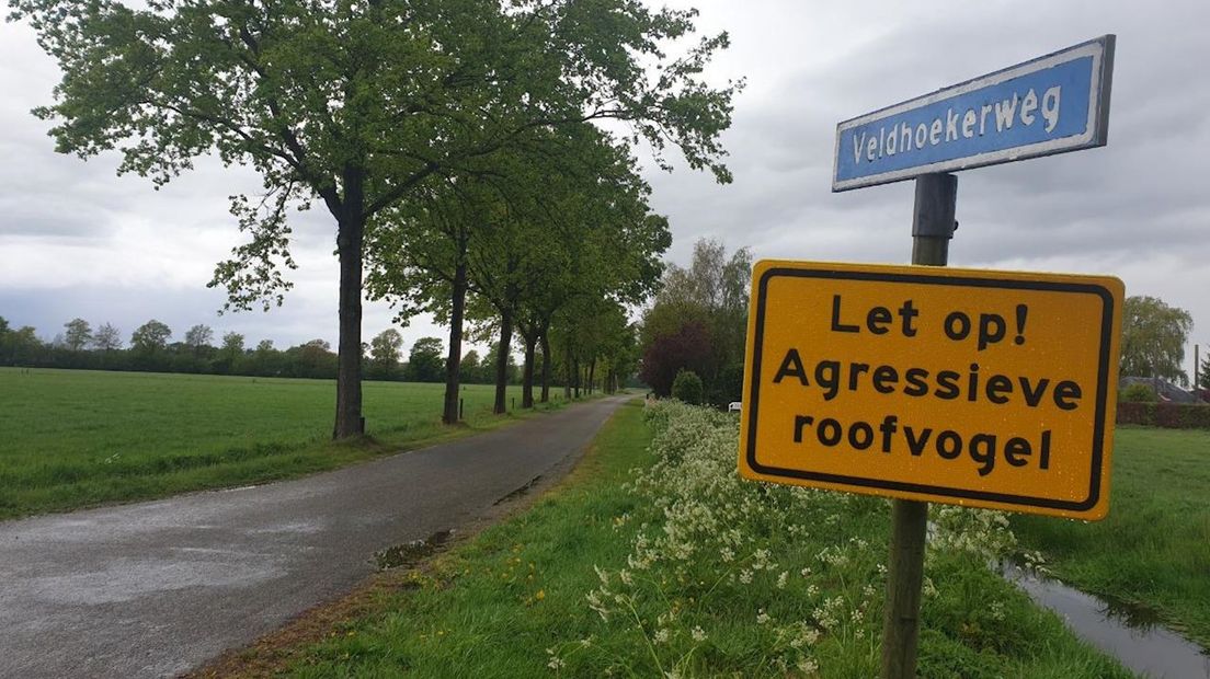 Gemeente Raalte waarschuwt voor agressieve buizerd in buitengebied Heino