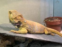 Reptielen worden steeds vaker teruggebracht: "Terrarium een dure zaak"