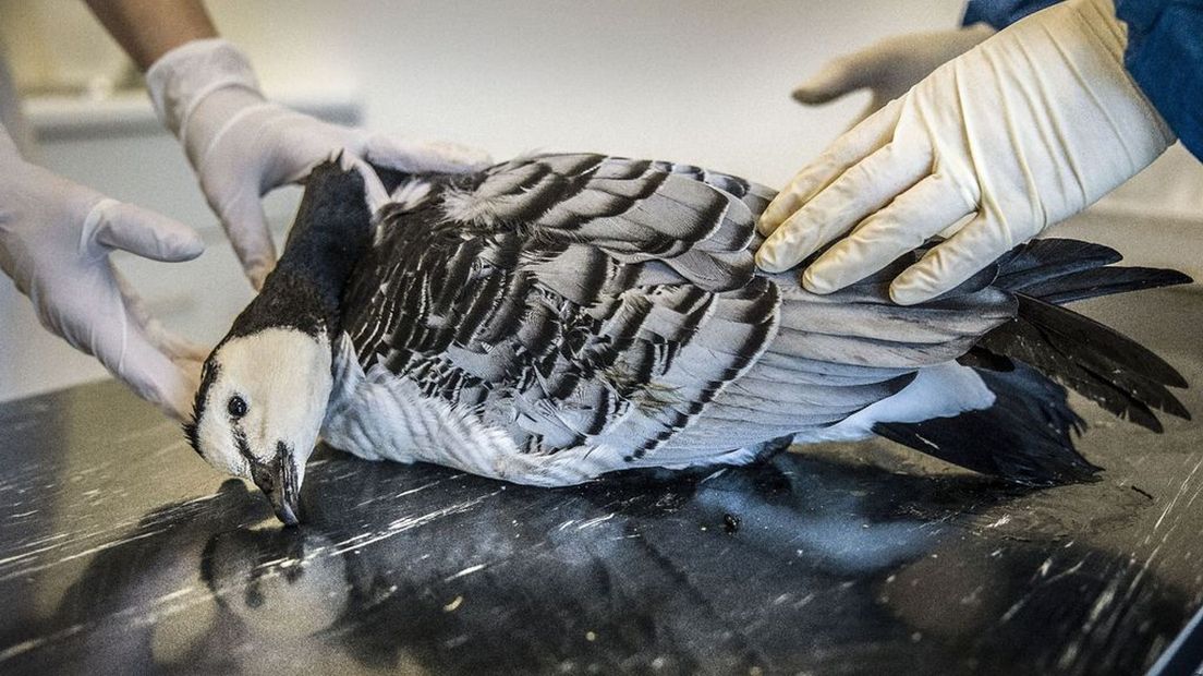 Een vogel wordt onderzocht op vogelgriep.