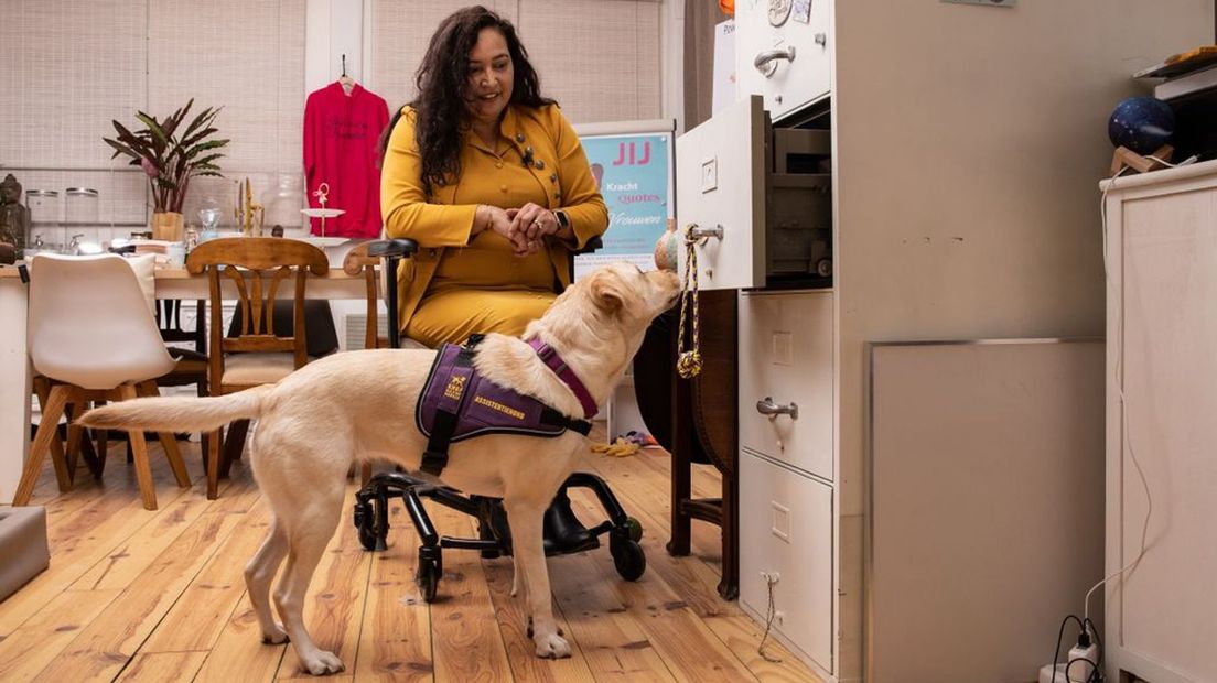 Een assistentiehond helpt om een kast te openen. Foto ter illustratie.