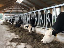 Twijfel over nut van innovatieve emissiearme stallen zet streep door uitbreiding veehouderijen