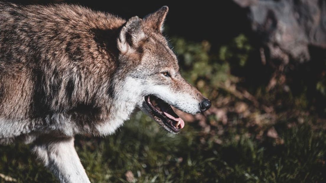 Komende jaren komen er waarschijnlijk meer wolven in Nederland.