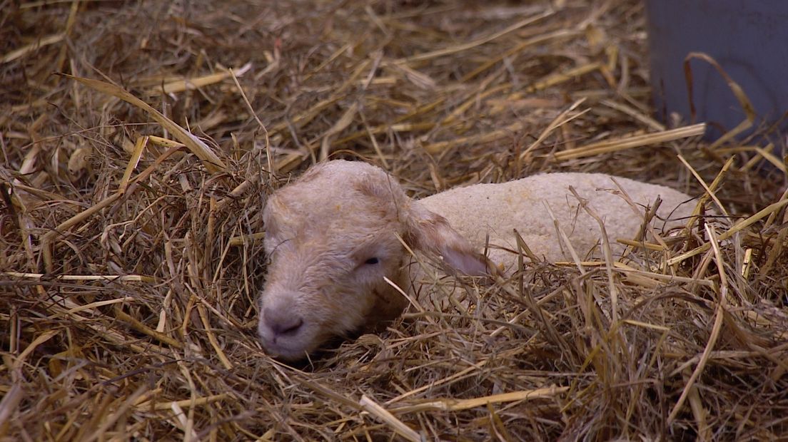Een van de kersverse lammetjes in Oostburg