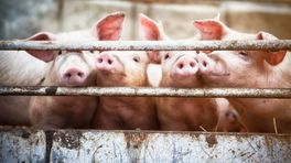 Actiegroep verzet zich tegen komst van 38.000 varkens