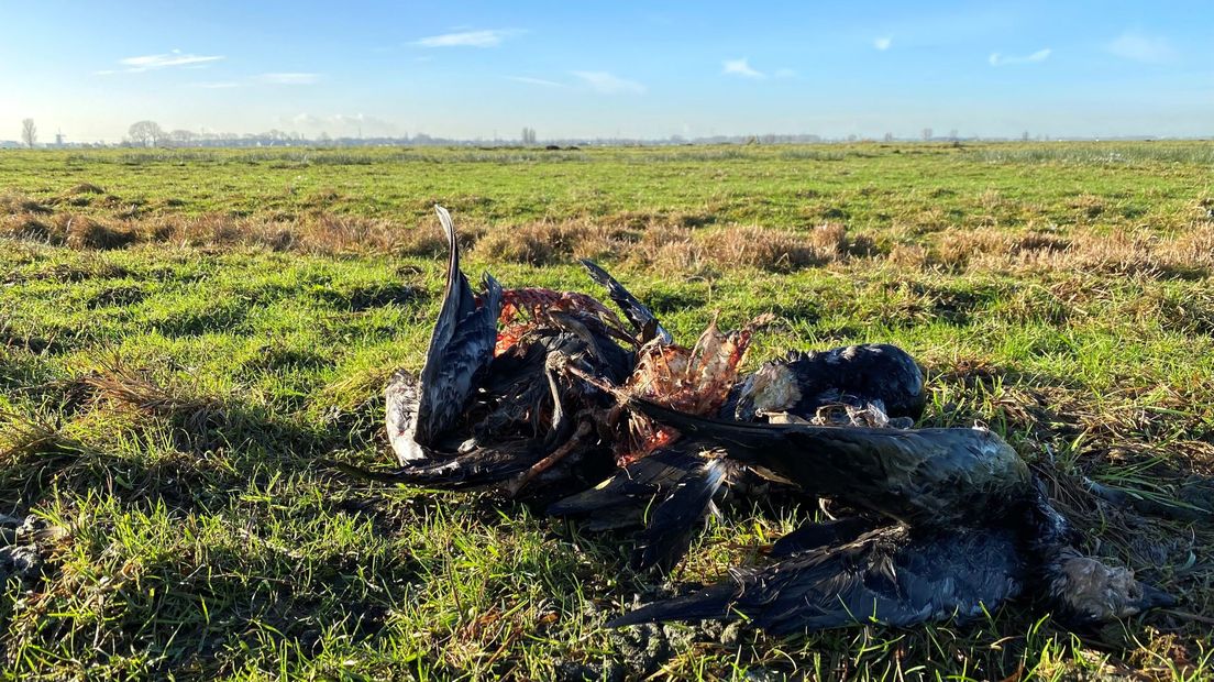 In het weiland liggen enkele aangevreten kadavers van overleden ganzen