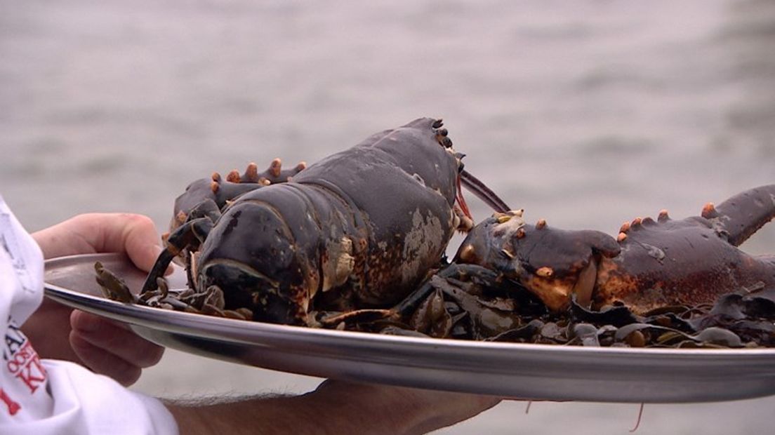 Oosterscheldekreeft