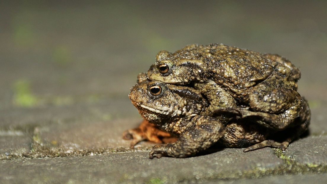 Ruim drieduizend padden gered tijdens paddentrek