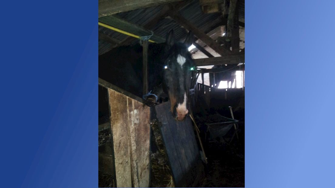 Erbarmelijke omstandigheden voor de paarden in Brabant