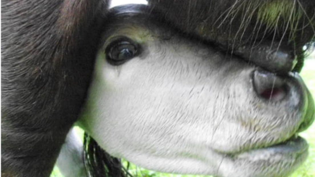 Moederdagkadootje op kinderboerderij De Glind