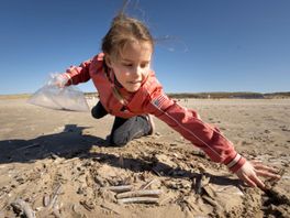 Help schelpen tellen langs de kust: 'Wat op het strand ligt, is een spiegel van de zee'