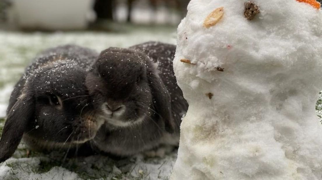 De twee konijnen genieten van de sneeuw