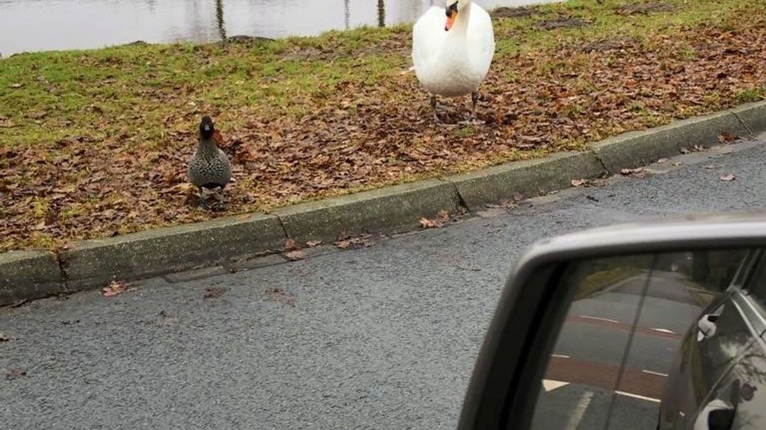 Bijzonder liefdeskoppel: zwaan en eend vormen onafscheidelijk duo - RTV