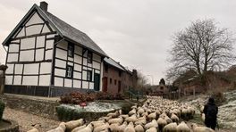 800 schapen trekken door Epen