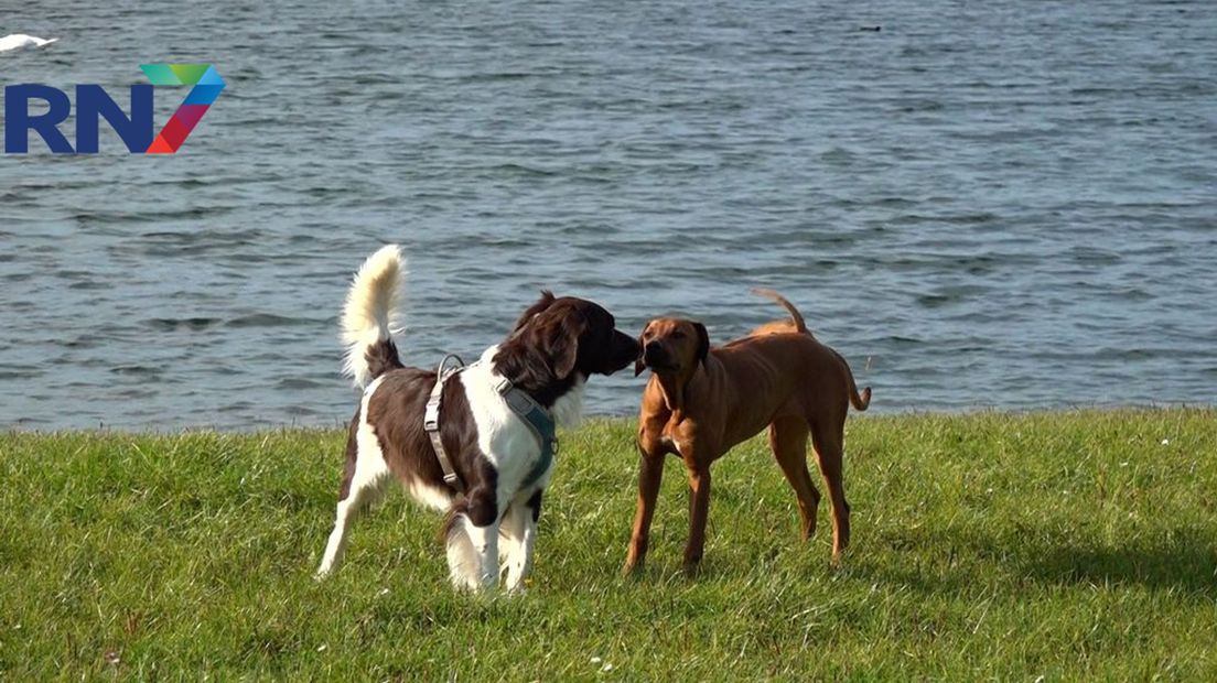 Naar schatting zijn er nu zo'n 1,9 miljoen honden in Nederland