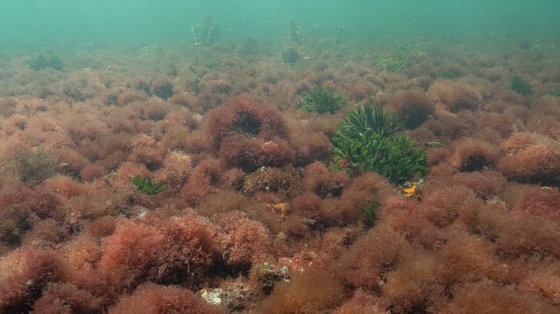 Radicilingua mediterranea (het rode zeewier dat nieuw was voor het Grevelingenmeer)