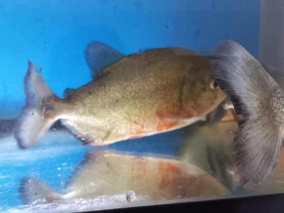 erven Festival strelen Aquarium vol piranha's gevonden in leegstaand huis in Stellendam - Rijnmond