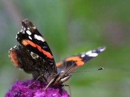 Boeren gaan vlinders tellen op akkers en graslanden voor meerjarig insectenonderzoek