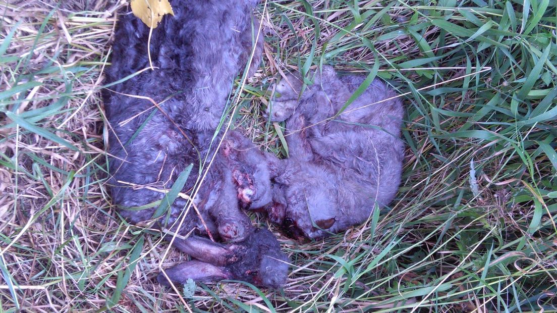 Onthoofde konijnen gevonden bij Westdorpe